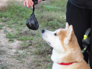 Dog sniffing a garbage bag